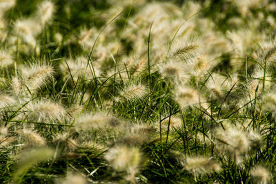 Full frame shot of plants on field