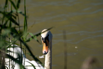 Close-up of a bird, swan
