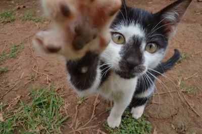 Close-up portrait of kitten