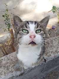 High angle portrait of cat