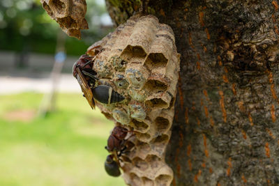 Close-up of bee on leaf