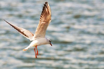 Seagull flying over sea