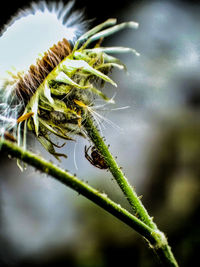 Close-up of insect on plant