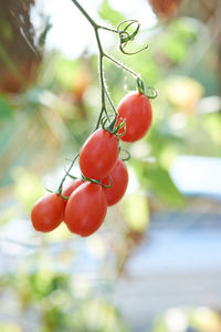 Close-up of fresh tomatoes