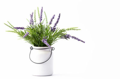 Close-up of potted plant against white background