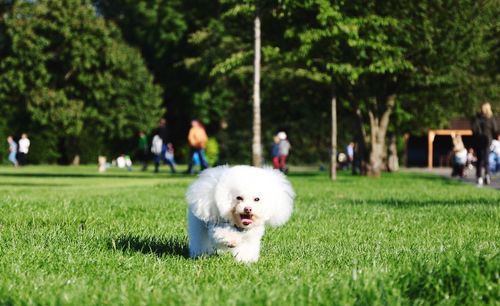 Dog on grassy field