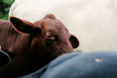 Close-up of cow in ranch