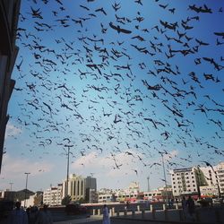 Flock of birds flying over city against sky