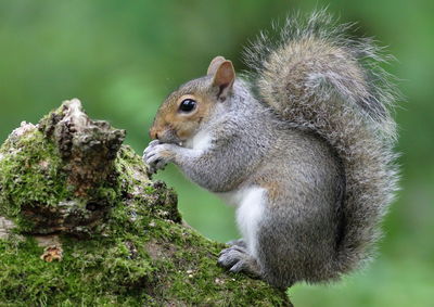 Close-up of squirrel