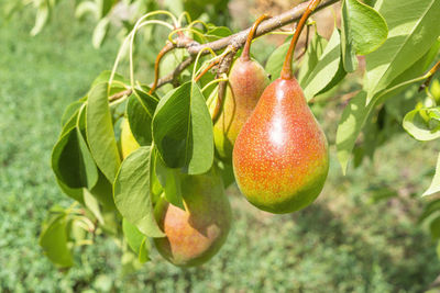 Ripe pear fruits on tree branches close-up