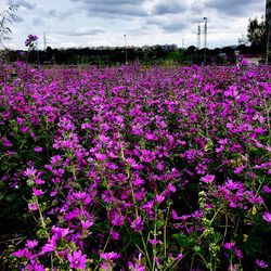 Purple flowers growing in field