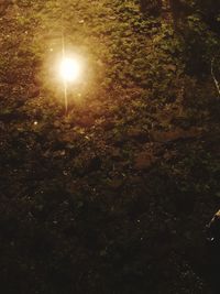 Illuminated tree in forest against sky at night