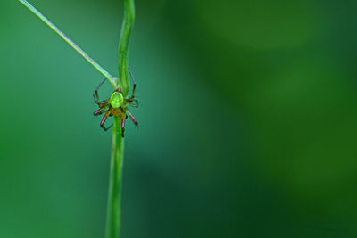 Close-up of insect on leaf