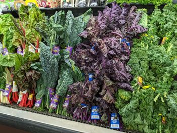 Plants growing in market stall