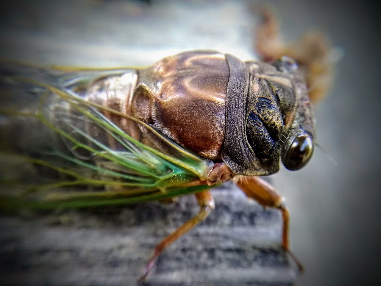 CLOSE-UP OF GRASSHOPPER