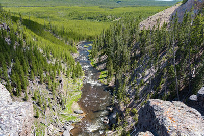High angle view of plants growing on land