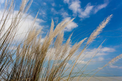 Low angle view of stalks against blue sky