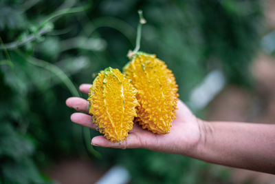 Close-up of hand holding yellow flower