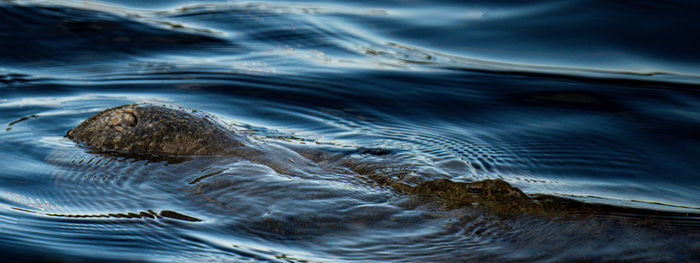 High angle view of turtle in water