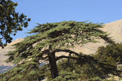 Low angle view of tree against sky