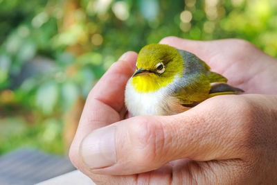 Close-up of a hand holding a bird