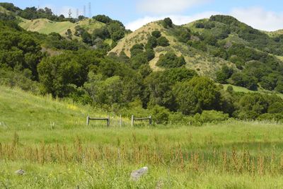 Secluded marsh on the edge of new housing development in orinda, ca