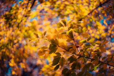 Close-up of yellow flowering plant during autumn