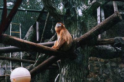 Monkey sitting on tree trunk