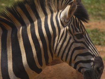 Close-up of zebra