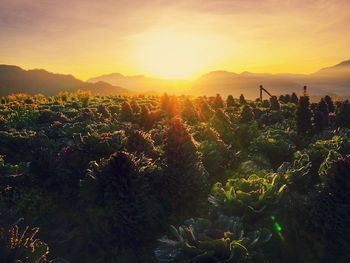 Plants and trees against sky during sunset