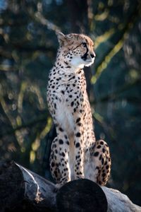 Close-up of cheetah sitting outdoors