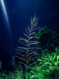 Close-up of fresh green plant against sky