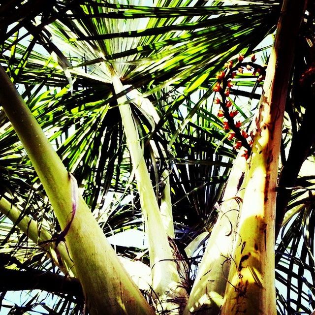 low angle view, growth, tree, leaf, branch, palm tree, green color, nature, palm leaf, close-up, day, sunlight, tree trunk, plant, outdoors, no people, sky, pattern, beauty in nature, backgrounds