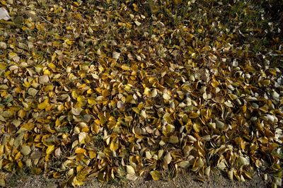 Close-up of fallen leaves on field