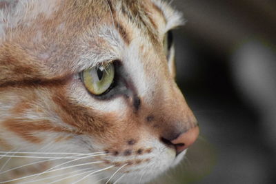 Close-up of cat