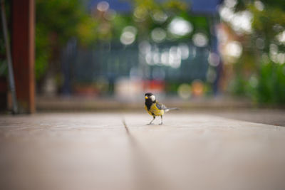 Close-up of bird perching on table