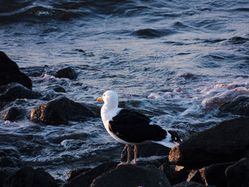 Seagull perching on rock