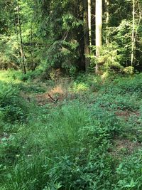 Scenic view of forest