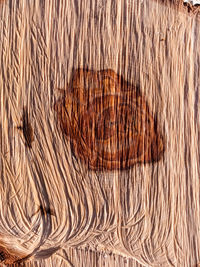 Full frame shot of animal eye
