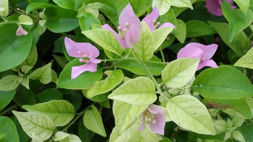 Close-up of pink flowers