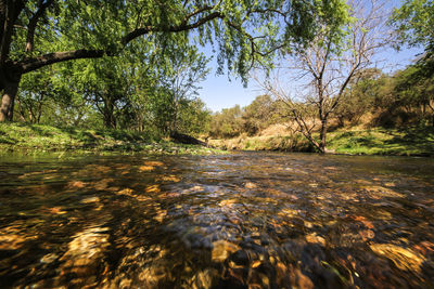 View of stream flowing through trees