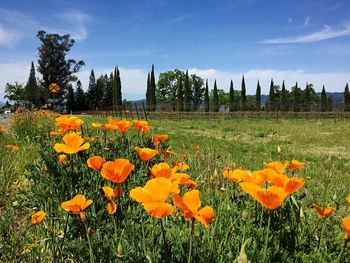 Close-up of orange flowering plants on field against sky