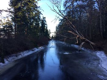 Close-up of wet tree against sky