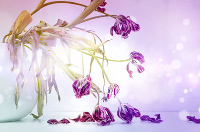 Close-up of pink flowers against white background