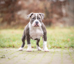 Dog in autumn colors