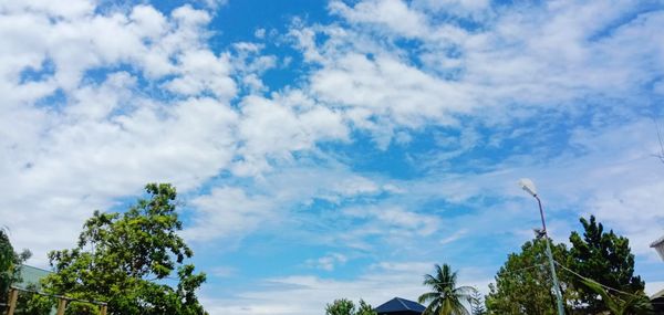 Low angle view of trees against blue sky