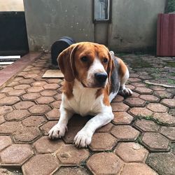 Portrait of dog sitting outdoors