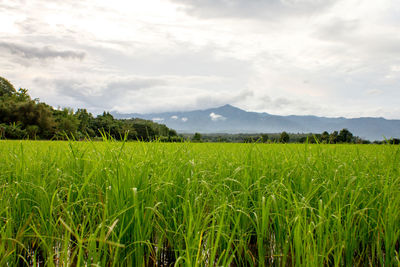 Scenic view of agricultural field against sky