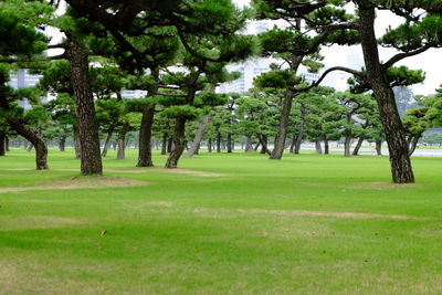 Trees on green landscape