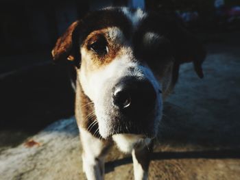 Close-up portrait of dog